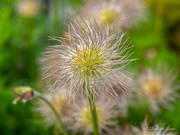 24th Jun 2026 - Pulsatilla vulgaris