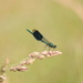 172 - Damselfly