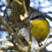 yellow breasted robin