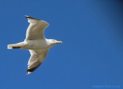 25th Jun 2026 - Thermals