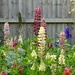 English Cottage Garden 