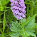 Common Spotted Orchid