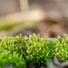 a little Moss