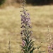 Flora