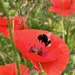 Poppy heaven