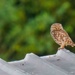  Little Owl 