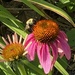 Coneflower and visitor