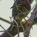 Green Heron 