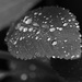 droplets