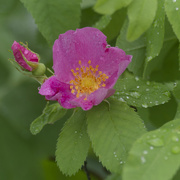 26th Jun 2026 - smooth rose