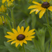 Black-eyed Susans