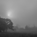 Morning fog-6