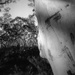 Scribbly gums III