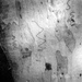 Scribbly gums I