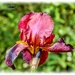 Iris,Alnwick Gardens