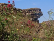 27th Jun 2026 - Wild