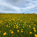 Rough Hawkbit