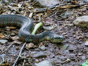 27th Jun 2026 - A water snake