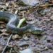 A water snake