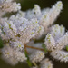 winter bloomers