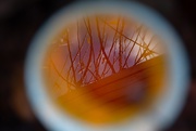 27th Jun 2026 - reflection in a saucer with the vine leaf 1-1