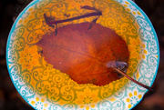 28th Jun 2026 - vine leaf in a saucer-1