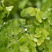 green garden