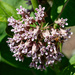 Milkweed and bee-2