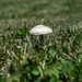 Shroom