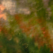 A blaze of lilies