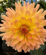 28th Jun 2026 - Dahlia 2