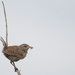 Wren