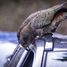 Kea looking in the window