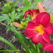 Day lily 