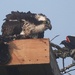 Osprey and Redwing blackbird 