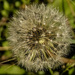 it's dandy