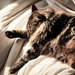 The life of an inside cat