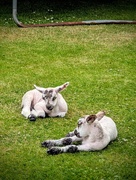 29th Jun 2026 - Surprise Sheep 