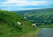 29th Jun 2026 - Towards Rosedale