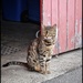 Rubbish inspector