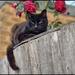 Spare cat
