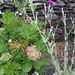 another hydrangea