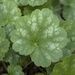 ‘Coral Bells’ leaf