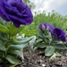 Velvet in Violet