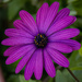 vibrant daisy