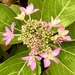 Extras - Hydrangea