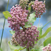 Milkweed World