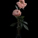 dead flowers