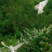  Barn Owls in dispute.
