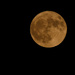 Strawberry Moon